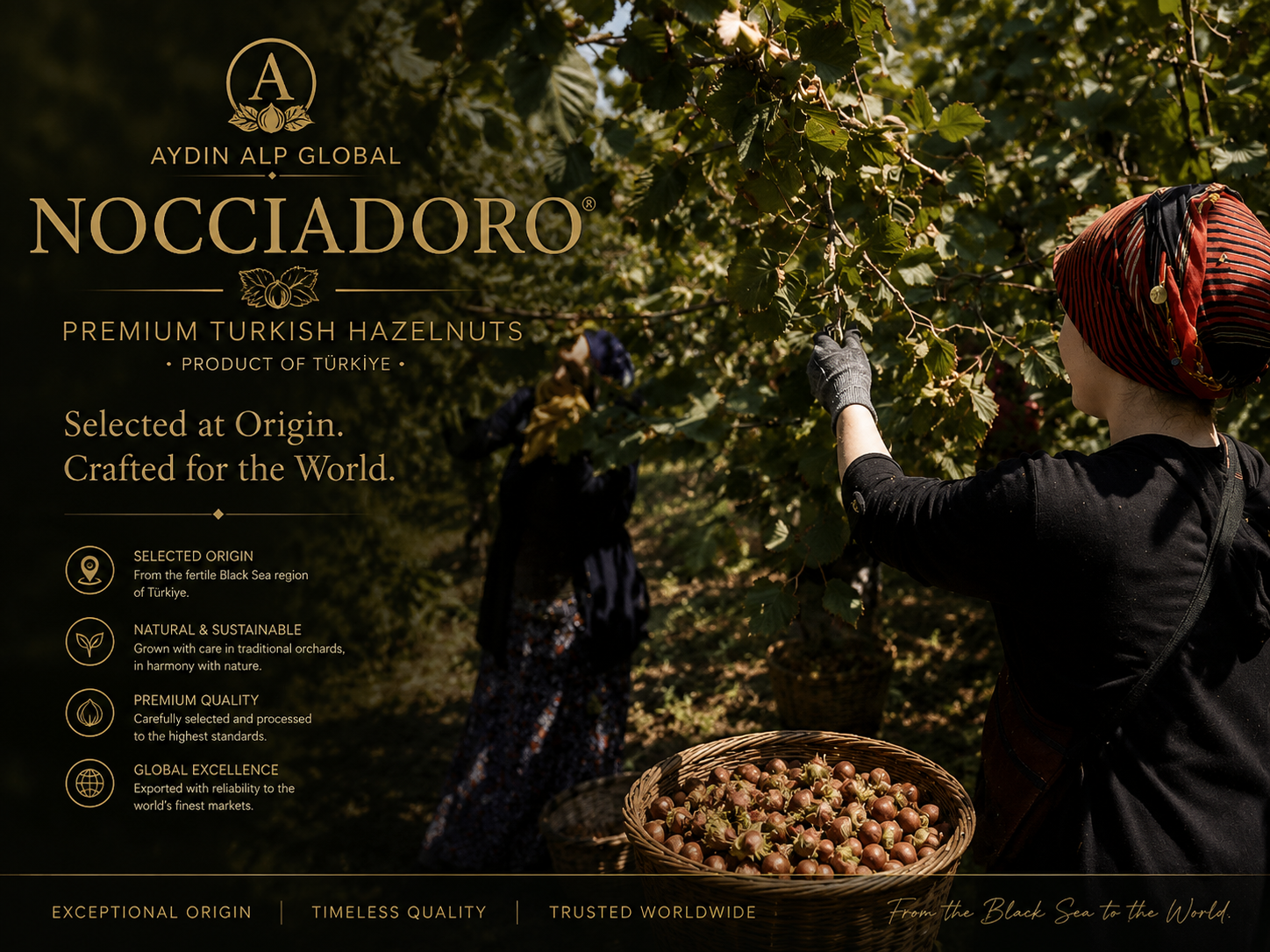 NOCCIADORO premium Turkish hazelnuts selected at origin in the Black Sea region