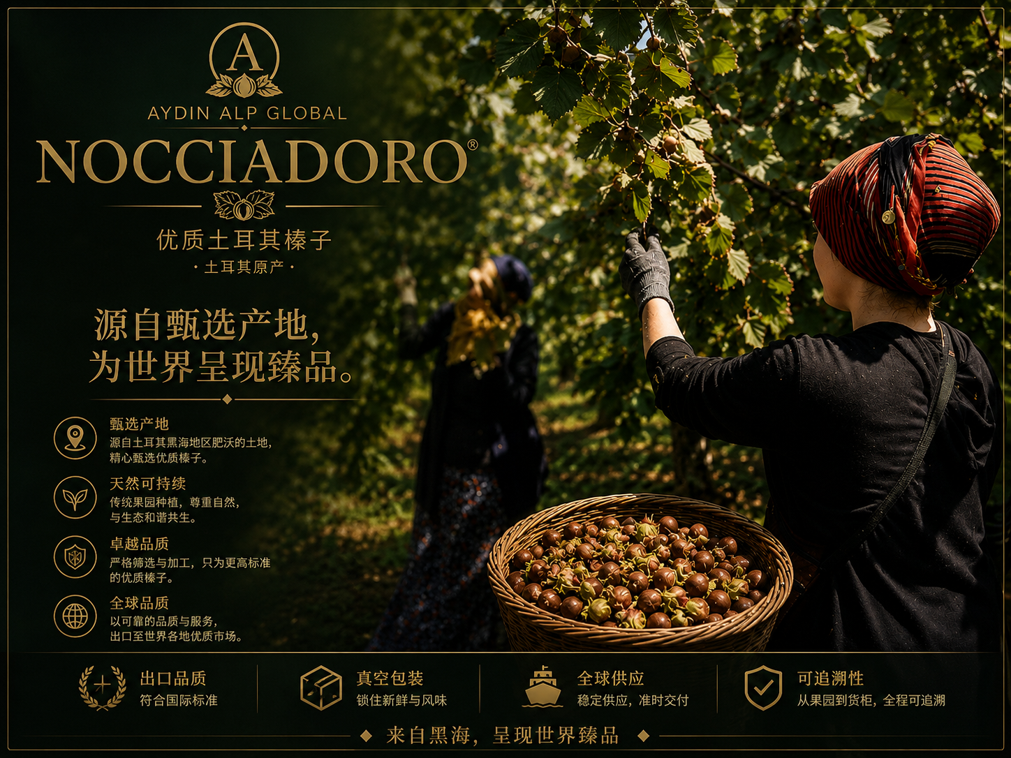 NOCCIADORO 土耳其优质榛子黑海产区采收
